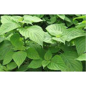 Hạt Giống Tía Tô Xanh Chịu Nhiệt Tốt, Dễ Trồng, Năng Suất Cao