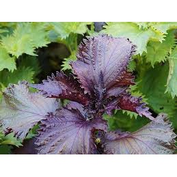 100gr Hạt Giống Rau Tía Tô Tím - Chịu Nhiệt Tốt, Dễ Trồng, Năng Suất Cao