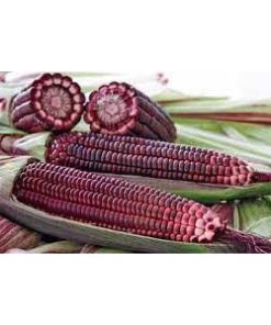 [ Bán sỉ ] 1kg Hạt Giống Bắp Ngô Tím - Chịu Nhiệt Tốt, Dễ Trồng, Năng Suất Cao