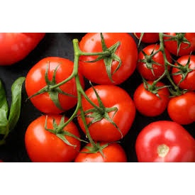 HẠT GIỐNG CÀ CHUA ĐỎ CHỊU NHIỆT 50hạt