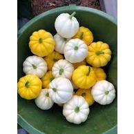Hạt giống Bí Ngô tí hon, bí ngô mini 10 hạt