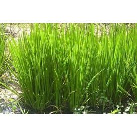 Hạt giống rau hẹ cực dễ trồng gói 2gr hạt