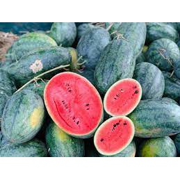 Hạt giống Dưa Hấu Đỏ siêu ngọt dễ trồng 10 Hạt