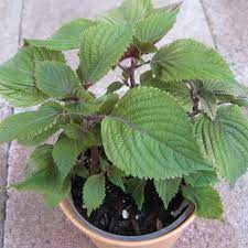 HẠT GIỐNG RAU TÍA TÔ TÍM