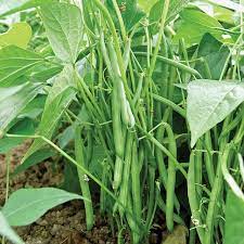 Hạt Giống Đậu Cove Bụi Lùn Sai Trái 20gr