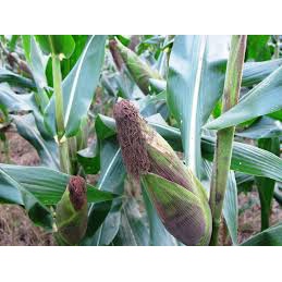 Hạt Giống Ngô (Bắp) Nếp Dẻo Ngon 10gr