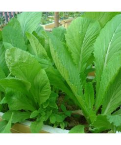 Hạt Giống Rau Cải Bẹ Xanh Mỡ
