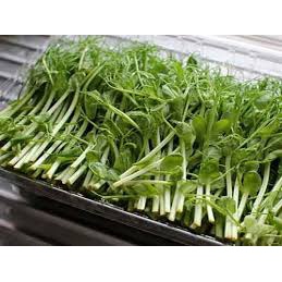 hạt giống đậu hà lan ăn lá