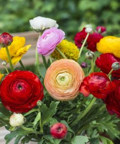 10 Củ Giống Hoa Hồng Ri Ba Tư