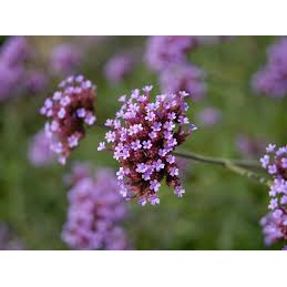 Hạt Giống Hoa Cỏ Roi Ngựa (Cúc Vân Anh) Mix – 100 Hạt Giống Nhiều Màu, Dễ Trồng, Sai Hoa