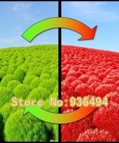 Hạt Giống Cỏ Đổi Màu – 100 Hạt Giống Độc Lạ, Lá Đa Sắc, Trang Trí Sân Vườn Cực Đẹp