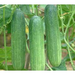 Hạt giống dưa chuột nếp ta chịu nhiệt - Hạt giống dưa leo sai trái 30 hạt