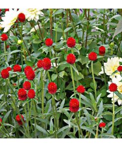 Hạt Giống Hoa Cúc Bách Nhật Đỏ – 100 Hạt Giống Siêu Sai Hoa, Lâu Tàn, Đẹp Bền Màu