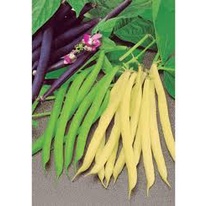 100gr Hạt Giống Đậu Cove Xanh, Vàng - Chịu Nhiệt Tốt, Dễ Trồng, Năng Suất Cao