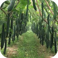 Hạt giống bí đao siêu trái 10 hạt