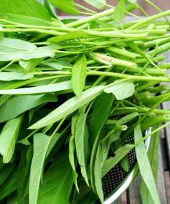 Hạt Giống Rau Muống Lá Tre
