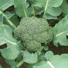 Hạt Giống Súp Lơ Xanh 0.2gr