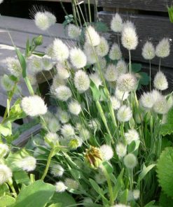 Hạt Giống Hoa Cỏ Đuôi Thỏ – 100 Hạt Giống Cây Cảnh Độc Lạ, Dễ Trồng, Trang Trí Đẹp