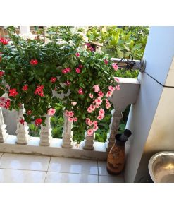 Hạt Giống Hoa Dừa Cạn Rũ – 50 Hạt Giống Treo Ban Công, Hoa Sai Rực Rỡ Quanh Năm