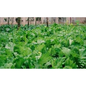 Hạt giống rau cải mèo (cải lá xẻ) 20gr