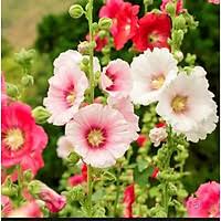 Hạt Giống Hoa Mãn Đình Hồng Đơn Mix Nhiều Màu – 100 Hạt Giống Hoa Dễ Trồng, Hoa Sai Rực Rỡ