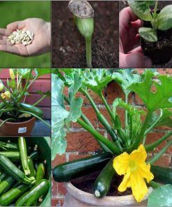 Hạt giống bí ngòi, bí ngồi xanh thơm ngon 15 hạt