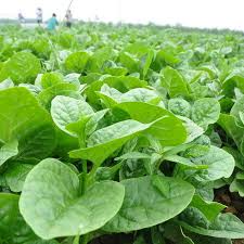 [ Bán sỉ ] 1kg Hạt Giống Rau Mồng Tơi - Chịu Nhiệt Tốt, Dễ Trồng, Năng Suất Cao