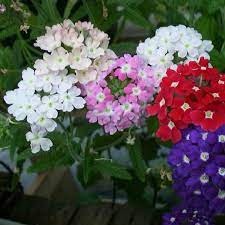 Hạt Giống Hoa Cúc Indo Mix Màu 100 hạt