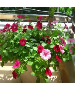 Hạt Giống Hoa Dạ Yến Thảo Đứng Mix Màu – 100 Hạt Giống Nhiều Màu, Sai Hoa, Dễ Trồng