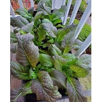 Hạt Giống Rau Cải Bẹ Tím (Cải Mù Tạt, Cải Canh Tím) - Chịu Nhiệt Tốt Dễ Trồng, Năng Suất Cao