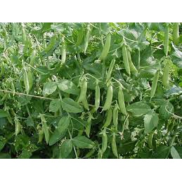 Hạt Giống Đậu Hà Lan (Thu Trái) Năng Suất Cao 20gr