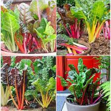 Hạt giống Cải Cầu Vồng dễ trồng, giàu dinh dưỡng