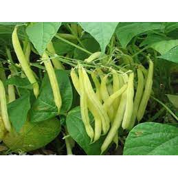 Hạt Giống Đậu Cove Xanh + Vàng 30 hạt Dễ Trồng