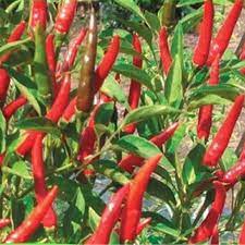 Hạt Giống Ớt Chỉ Thiên Siêu Cay 30 hạt