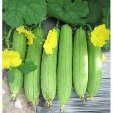 HẠT GIỐNG MƯỚP HƯƠNG SAI TRÁI, DỄ TRỒNG