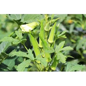 Hạt Giống Đậu Bắp Xanh Cao Sản - 10Gr