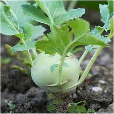 100gr Hạt Giống Su Hào Xanh - Chịu Nhiệt Tốt, Dễ Trồng, Năng Suất Cao