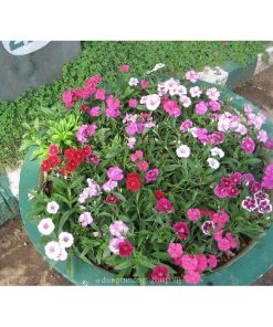 Hạt Giống Hoa Cẩm Chướng Đơn Mix Màu – 100 Hạt Giống Nhiều Sắc Thắm, Dễ Trồng, Lâu Tàn