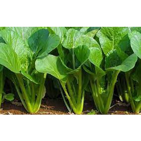 HẠT GIỐNG RAU CẢI NGỌT, gói 20gr