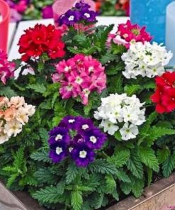 Hạt Giống Hoa Cúc Vân Anh Mix Màu – 100 Hạt Giống Hoa Đẹp, Dễ Trồng, Nhiều Màu Sắc