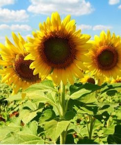 Hạt Giống Hoa Hướng Dương Cao – 100 Hạt Giống Hoa To, Thân Vươn Thẳng, Biểu Tượng Lạc Quan