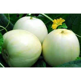 Hạt Giống Dưa Lê Siêu Ngọt  Dễ Trồng