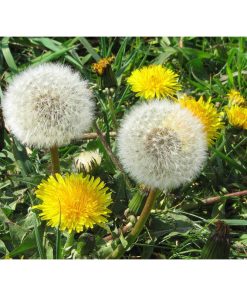 Hạt Giống Hoa Bồ Công Anh – 100 Hạt Giống Hoa Dại Lãng Mạn, Ý Nghĩa May Mắn