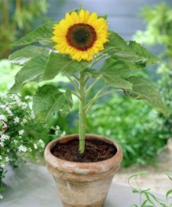 Hạt Giống Hoa Hướng Dương Lùn – 100 Hạt Giống Dễ Trồng, Hoa To Đẹp, Thích Hợp Chậu Cảnh