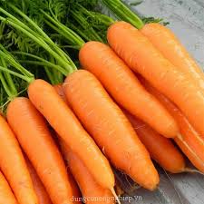 Hạt giống củ cà rốt cao sản Củ To