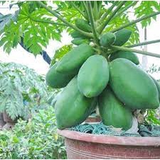 Hạt giống đu đủ lùn siêu sai quả, dễ trồng 5 hạt