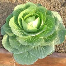 Hạt giống rau bắp cải xanh - Gói 0.2g