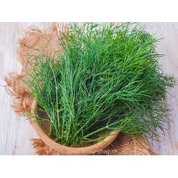 100gr Hạt Giống Rau Thì Là - Chịu Nhiệt Tốt, Dễ Trồng, Năng Suất Cao