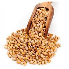 Hạt Giống Cỏ Lúa Mì (Mầm Lúa Mạch) Dễ Trông, Thơm Ngon Gói 100gr