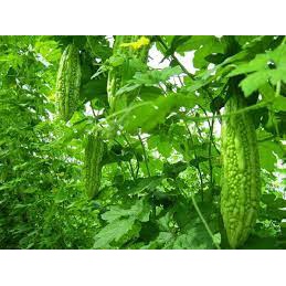 Hạt Giông Mướp Đắng 10 Hạt